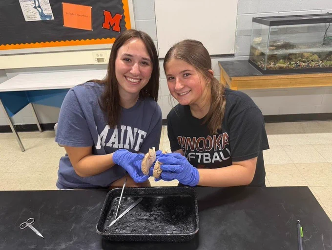 sheep brain dissection