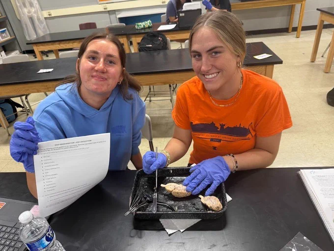 sheep brain dissection