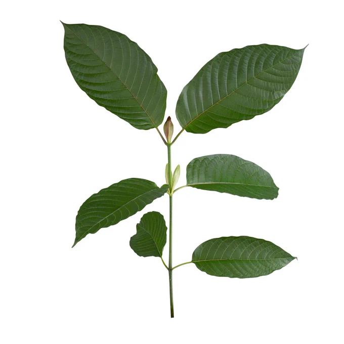 Kratom plant (Mitragyna speciosa) with broad, glossy green leaves and visible veins, shown alongside dried powder and capsules on a clean, neutral background.