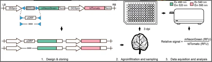 A dual-fluorescence based assay for the evaluation of transcript leaders. Wild-type and mutated 5′ leaders are cloned into the acceptor backbone in one step via BpiI, followed by agroinfiltration in N. benthamiana, leaf disc excision, and two-channel fluorescence quantification in a 96-well plate reader 3-day postinfiltration. RFU, relative fluorescent units.