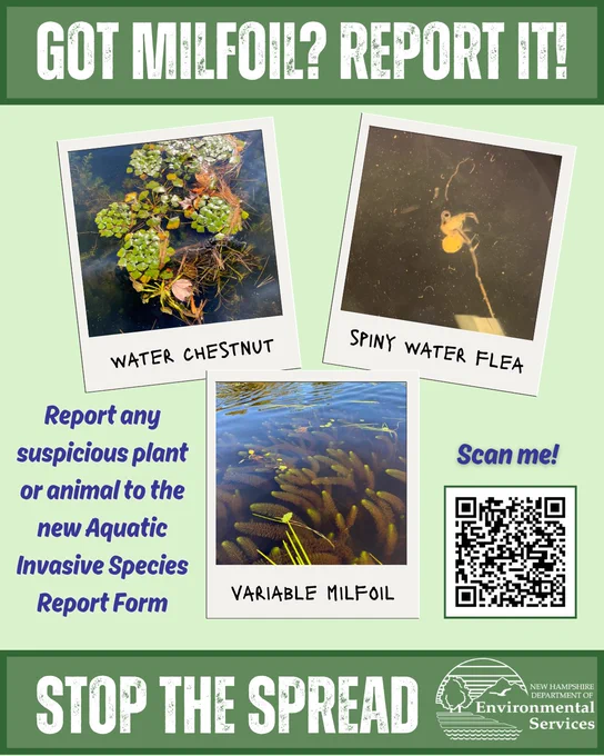 Flyer with three images of aquatic invasive species labeled as "water chestnut," "spiny water flea," and "variable milfoil." Text reads "Got milfoil? Report it!" Graphic includes a Q R code that leads to the new report form.