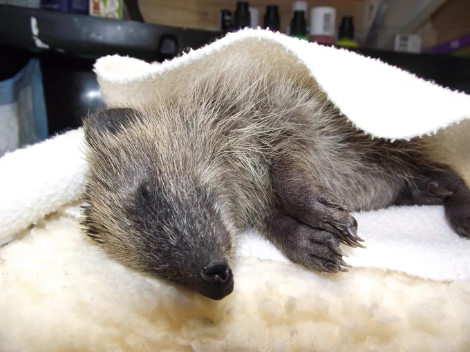 A patient admitted to Hedgehog Cabin, the multi award winning hedgehog hospital.