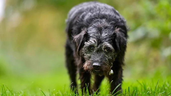 A black dog with grey flecks in his coat looks to camera while standing in a grassy area