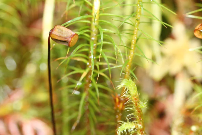 A strange looking papery type shape on a long stalk with green fronds of moss behind