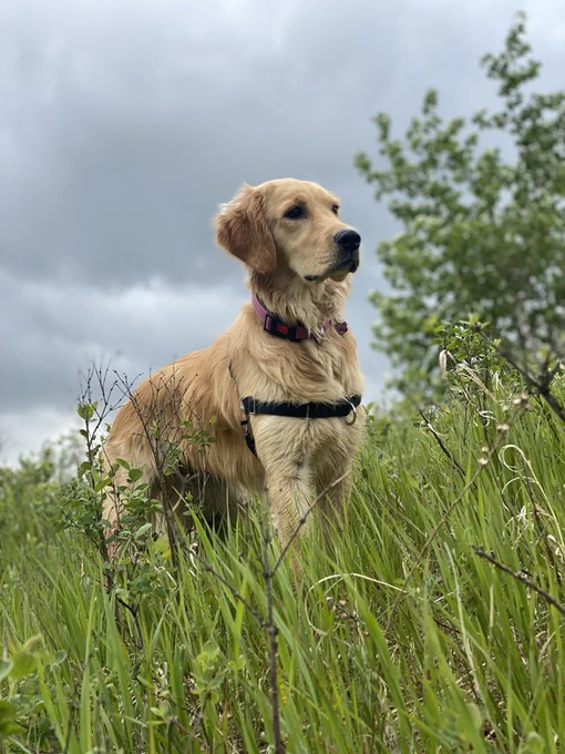 A Golden Retriever standing majestically on a grassy hill 