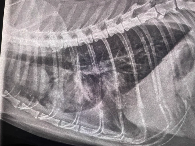 Röntgenbild eines Brustkorbes einer Katze mit mindestens 2 Tumoren vor und hinter dem Herzen.