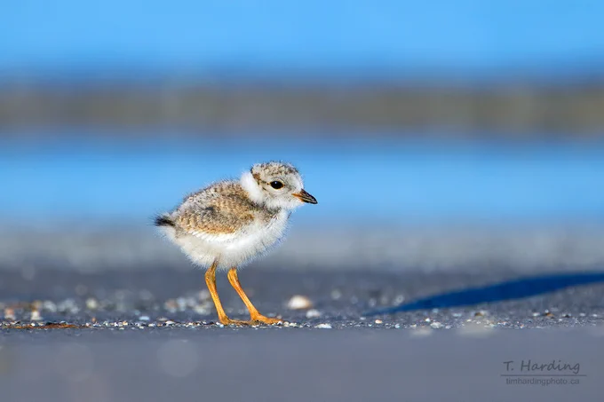 A sharp, low-angle portrait of a tiny Piping Plover chick standing on a sandy beach scattered with shell fragments. The chick is extremely fluffy with mottled grey and white down feathers, bright orange legs, and a small dark bill. The background features a soft-focus, blue coastal horizon.