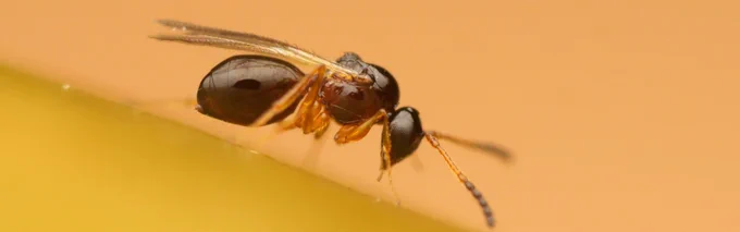 Une guêpe parasitoïde (Leptipilina sp.) © Phil HÖNLE