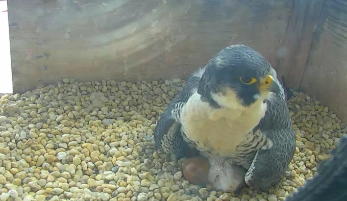 Mother falcon warming her eggs and new babies in their nest.