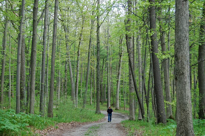 A person is walking along a path at Pinehurst Conservation Area surrounded by tall, lush trees in a dense forest. The ground is covered with green foliage and the sky above is overcast, creating a serene atmosphere.