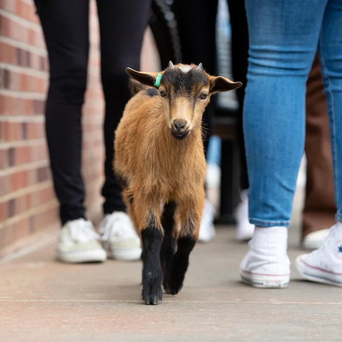 A baby goat walking towards the camera. There are people's legs and shoes in the background.