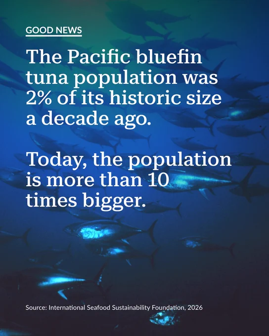 Pacific bluefin tuna population has grown over tenfold in the past decade from just 2% of its historic size.