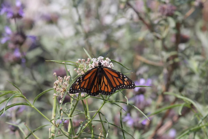 A monarch (Danaus plexippus) on a Narrow Leaf Milkweed (Asclepias fascicularis) in a native landscaped yard in LA (photo credit: Eric Wood)