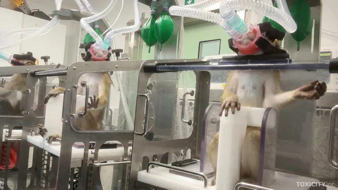 Long-tailed macaques in forced inhalation toxicity test, UK laboratory: Credit: Animals International/Toxicity.Inc