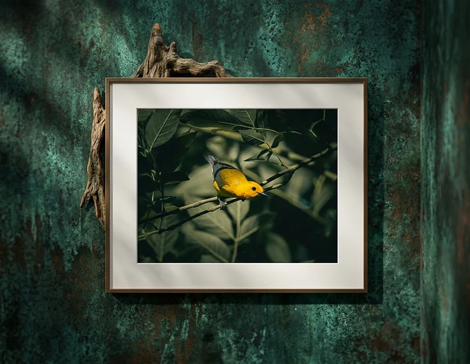 Fine art print of a Prothonotary Warbler titled "Prothonotary Warbler - Golden Glow in the Green" in a bronze frame with white mat hanging on a textured teal-green patina wall with driftwood accent, creating a natural and artistic interior setting by Chad Meyer.

