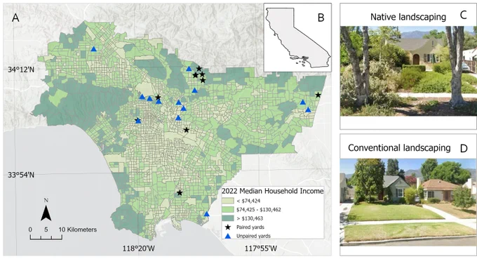 Map of Greater Los Angeles showing 31 residential yard sampling sites. Neighborhoods are shaded by median household income (low, middle, high thirds). Black stars mark paired native and conventional yards; blue triangles mark additional native yards in lower-income areas. An inset shows the study region within California. Two photos below show a representative native-landscaped yard (dense, diverse plantings) and a conventional yard (manicured lawn and ornamentals).
