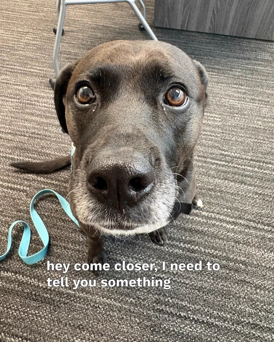 Overhead angle of a black dog looking directly into the camera. On the image it portrays the dog telling everyone that it has something it wants to share with them.