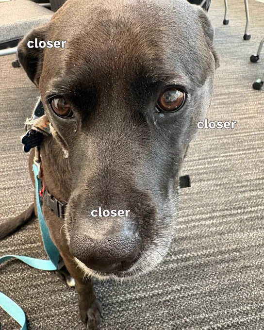 Black dog looking into the camera from a slightly overhead angle. The image has the word closer three times, which portrays the dogs desire for the viewer to come closer.