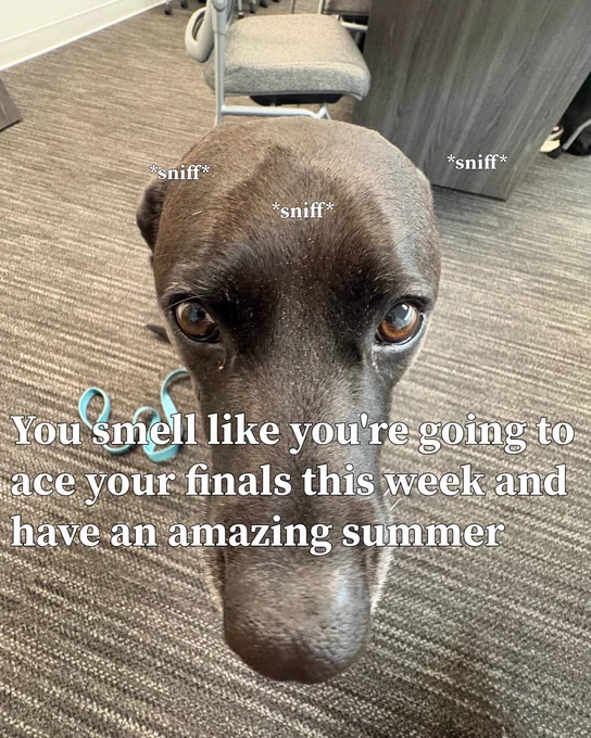 Black dog looking up at the camera from the angle of a .5 lens. On the screen it says sniff three times and portrays the dog telling everyone they will ace their finals and have a good summer.