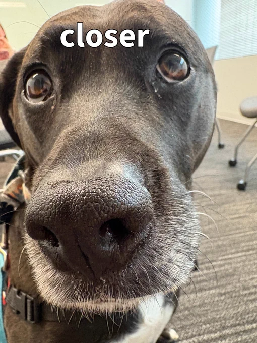Black dog at a close-up angle with the dog looking up. In the top and middle portion of the image it portrays the do telling the viewer to come closer.