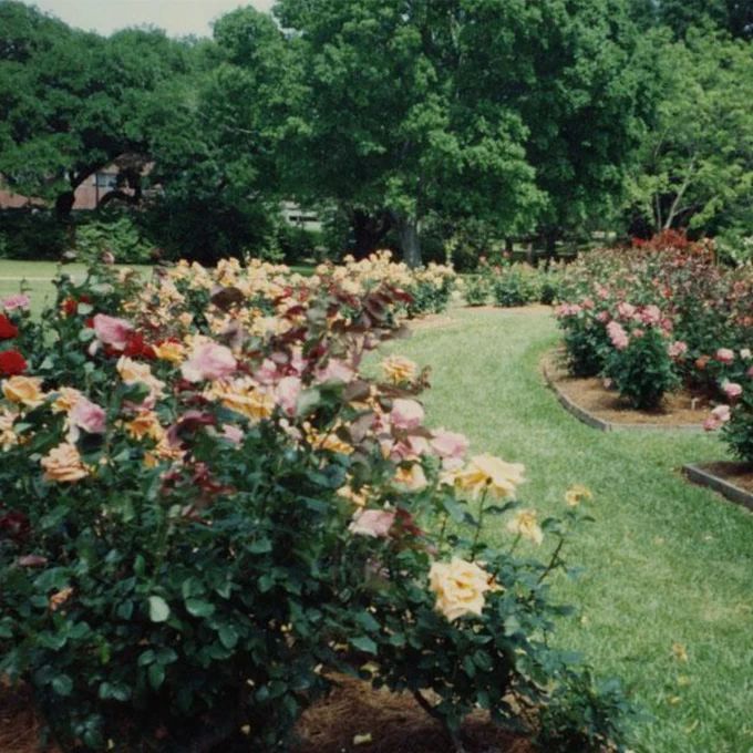 The All-American Rose Garden on the University's Hattiesburg campus in the 1990s.