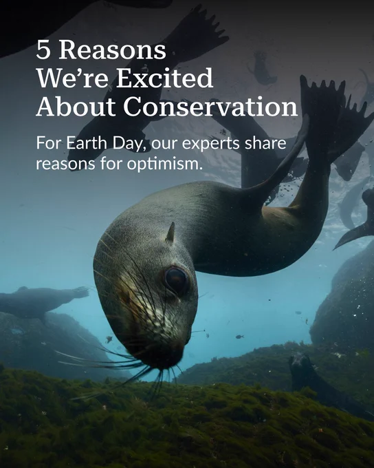 Underwater close-up of a sea lion swimming near ocean floor vegetation with text about conservation optimism for Earth Day.