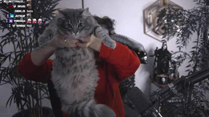 A screenshot of Cellbit's stream. He's wearing a red long-sleeve. He's holding his cat, Chuvisco, and Chuvisco is looking at the camera. Chuvisco is a chubby gray cat.