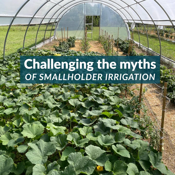 Inside a greenhouse, rows of healthy green squash and pepper plants grow under a curved transparent covered hoophouse with a grassy field visible outside. Text reads: Challenging the myths of smallholder irrigation