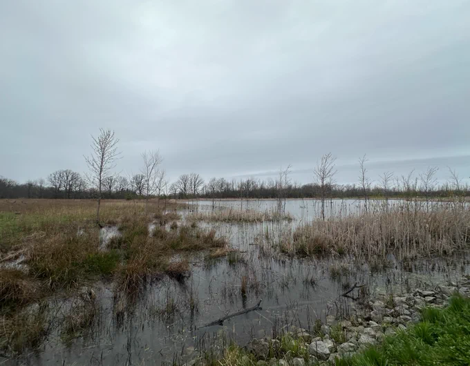 A serene landscape featuring a wetland area with tall grasses and shallow water. In the background, bare trees line the horizon under an overcast sky. The foreground shows rocks partially submerged in water.
