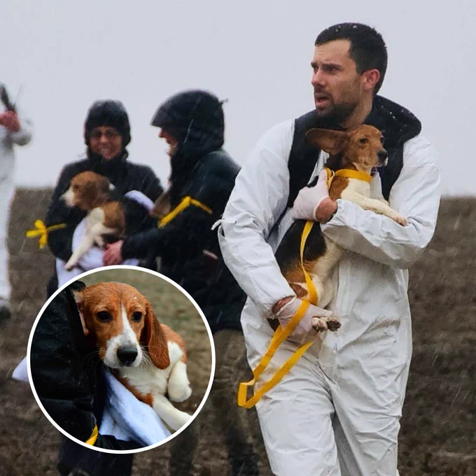a man wearing a white jumpsuit carries a beagle in the rain. the man looks off to the left with an expression of desperation. the beagle's right ear flaps in the wind. in the background, two others are wearing dark, hooded rain jackets and each holding a beagle. an inset photo of a wet, brown and white beagle.
