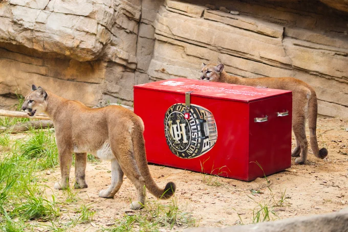 Two cougars stand near a red box labeled with the University of Houston logo in a rocky outdoor enclosure.