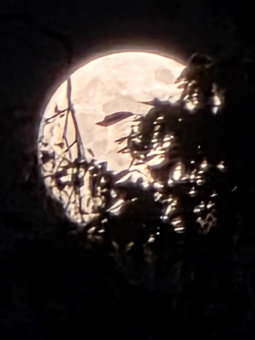 Ein großer, runder Vollmond leuchtet in einem warmen, gelblichen Orange-Ton. Er wird teilweise von den dunklen Silhouetten von Blättern und Zweigen im Vordergrund verdeckt