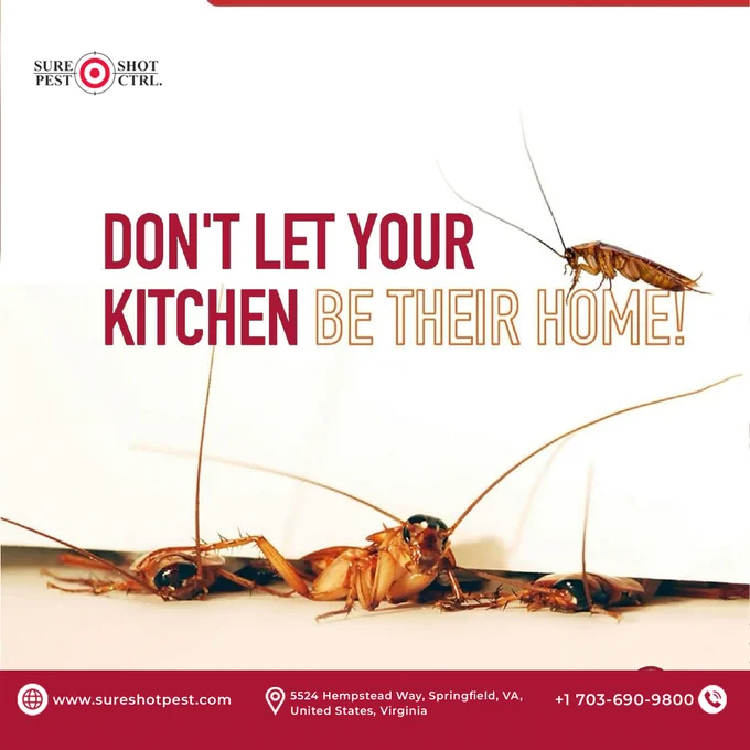 cockroaches, kitchen roach problem, pest control, “Don’t let your kitchen be their home”, Springfield VA, exterminator phone number