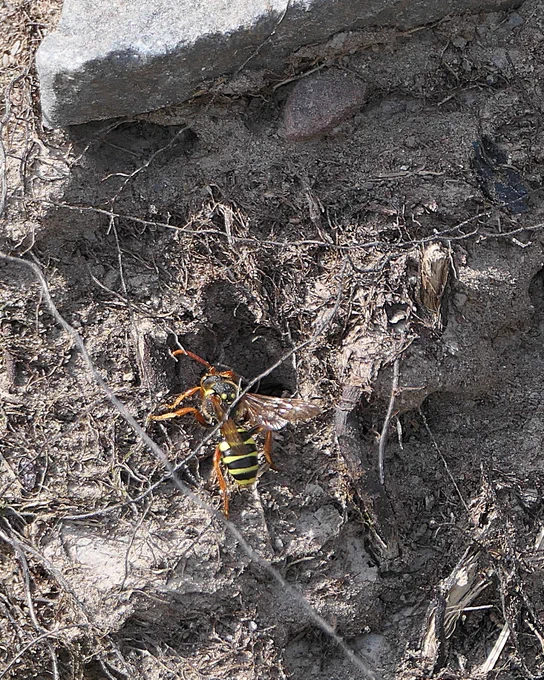 N. goodeniana - note unbroken yellow band on T2, & yellow tegulae
