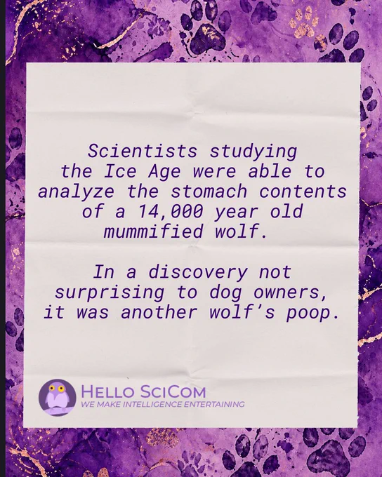 Purple watercolor background with layered paw prints and gold accents frames a centered white sheet of paper. In purple text, a late-night–style science joke reads: “Scientists studying the Ice Age were able to analyze the stomach contents of a 14,000 year old mummified wolf. In a discovery not surprising to dog owners, it was another wolf’s poop.” The post blends a real scientific finding with humor. Bottom left shows the Hello SciCom logo and the tagline “We make intelligence entertaining,” identifying the brand as a science communication company that uses comedy to make research accessible and engaging.