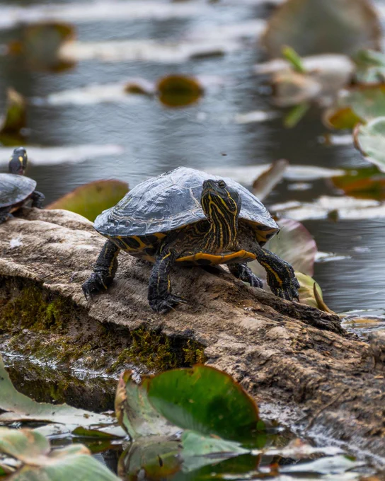A painted turtle with red and yellow-striped markings rests on a mossy log surrounded by lily pads in a calm pond.