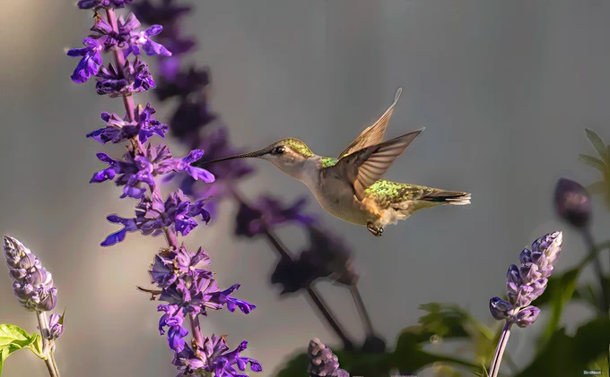  Ruby-Throated Hummingbird