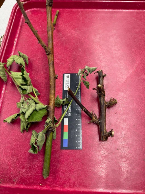 Excised pieces of a blackberry cane sitting on a red tray. The cane on the left has an orange canker, caused by the fungus Botryosphaeria dothidea, running up 80% of the length of the cane. To the right of the orange cane is a black ruler with color reference markings. To the right of the ruler is a small section of cane that is dark brown and has splits in epidermis.