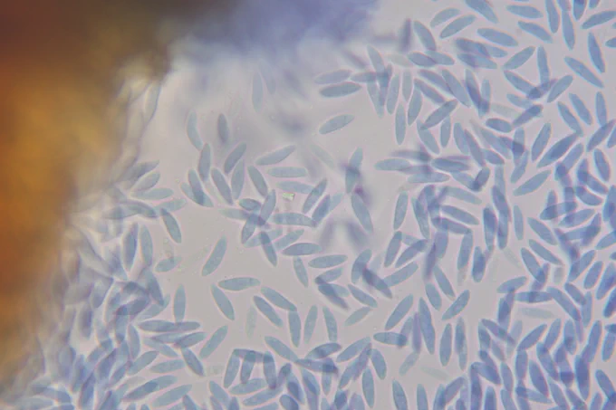 40x magnification of spores of the fungus Botryosphaeria dothidea that  have been stained blue. 