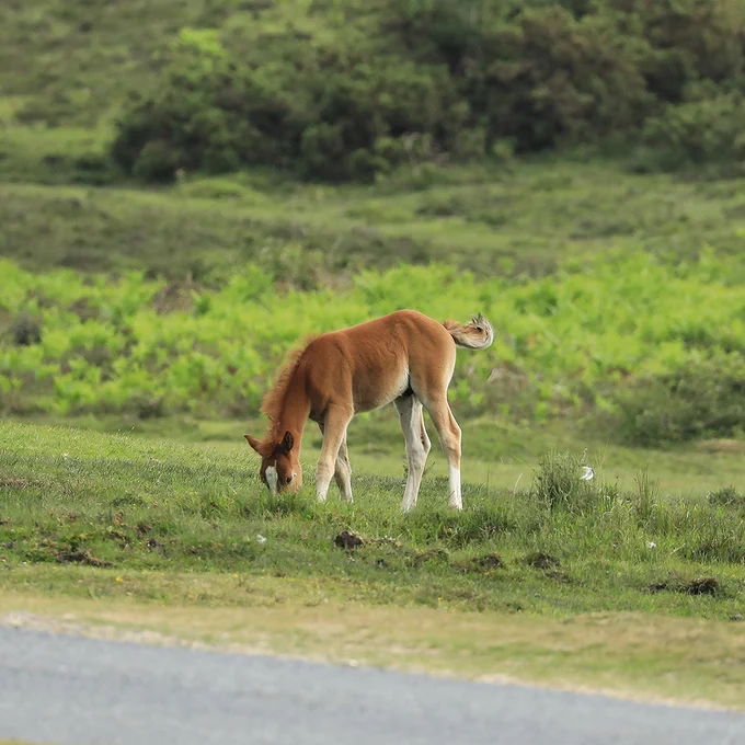 A young foal with a reddish-brown coat and a light mane grazing beside a road in the New Forest.