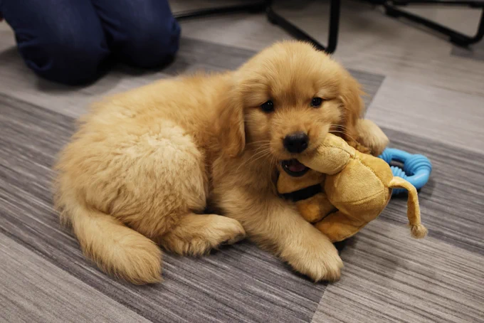 Fluffy golden retriever puppy lying on a gray wooden floor chewing on a plush toy lion.