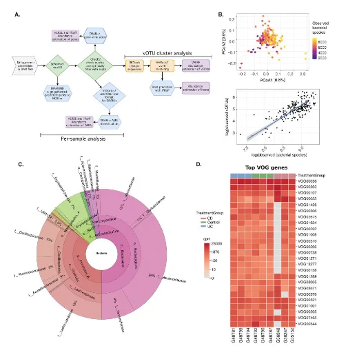 DiscoVir enables viral diversity and functional analysis and phage host predictions from metagenomes