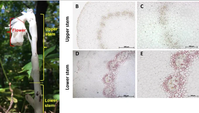 Morphology of M. uniflora plants and histological examination of cellular organization. (A) M. uniflora plants were dissected into three tissue sections: lower stems, upper stems, and flowers. Light microscopic examination of upper (B and C) and lower (D and E) stem cross-sections stained with phloroglucinol.