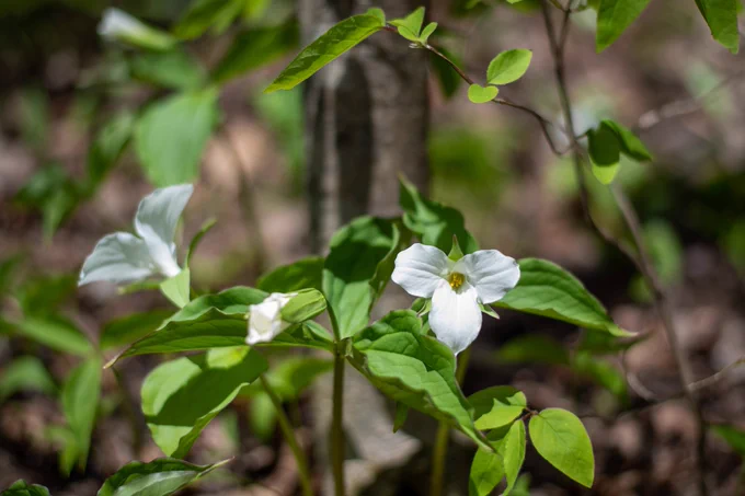 White trillium flowers with three petals and vibrant green leaves grow on the forest floor, surrounded by blurred natural forest.