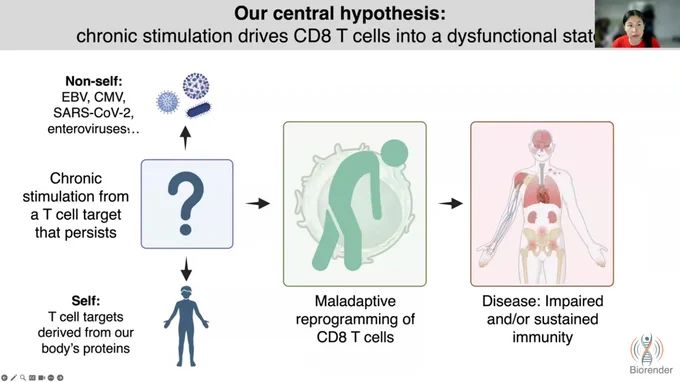 Screenshot from presentation explaining their hypothesis. Dysfunctional T cells clonally expand in response to a foreign or self antigen.  This causes maladaptive reprogramming of CD8 T cells and disease due to impaired and/or sustained immunity 