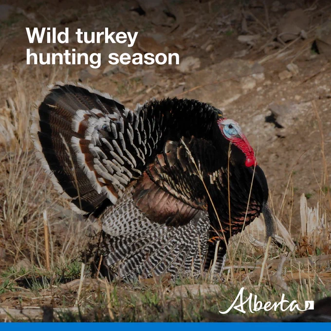 image depicts wild turkey in a grassy field. Text reads Wild turkey hunting season with the white Alberta logo in the bottom right corner.