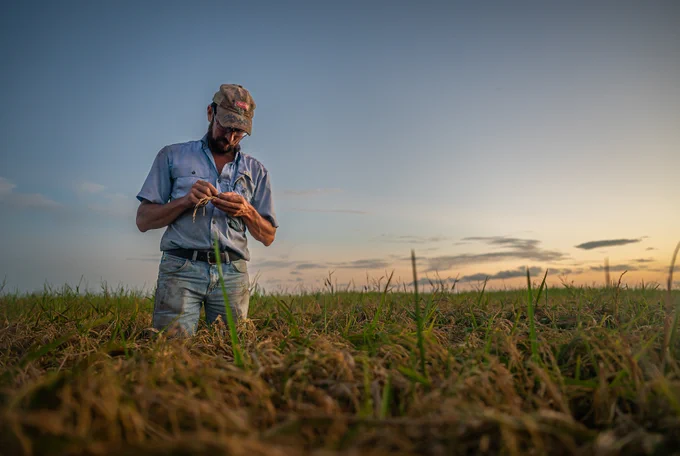 Farmer in a field examining the crop 