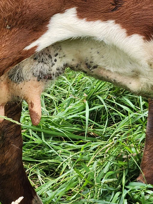 A brown and white cow is standing on lush green grass, showing part of its udder with visible ticks on the hide.
