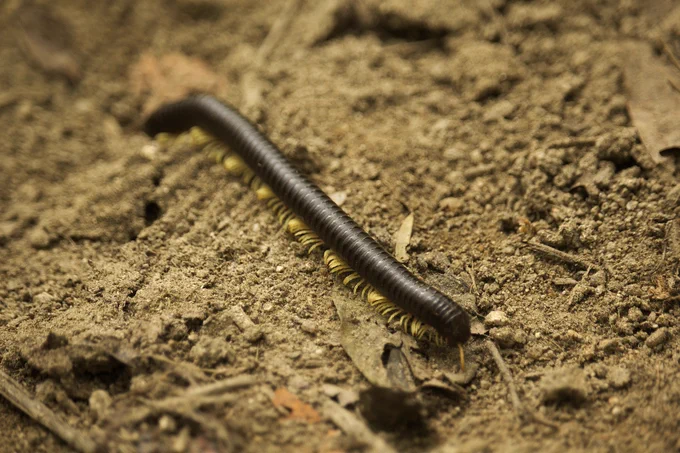 Terrestrial invertebrates, like the millipede pictured here, helped form the structure of modern soils (image from pixabay.com) 