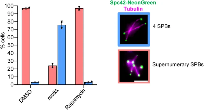 Figure 3. Depletion of the dynamic pool of Rec8-cohesin delays meiosis and reduces spore viability (A) Timeline for meiotic synchronization and rapamycin addition. 